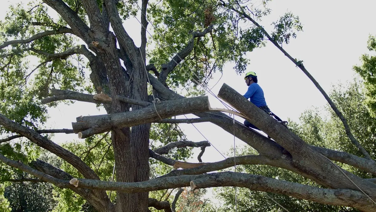 Professional Crown Thinning performed by certified arborists in Fort Smith